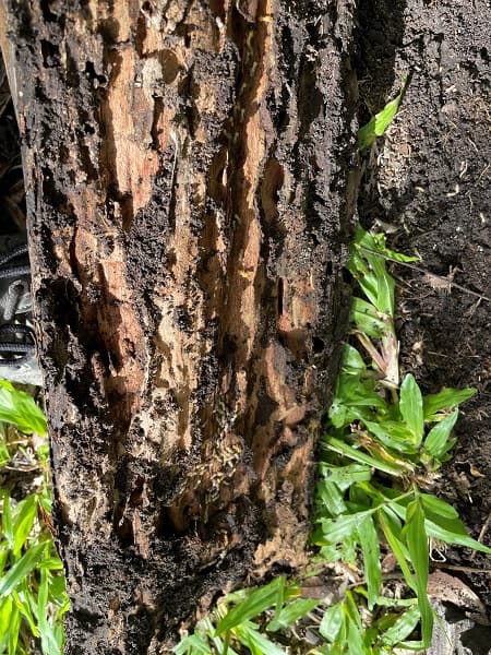 types of termites in Australia - Schederhinoterms active in a fence post