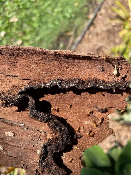types of termites in australia - nasuititermes in a tree