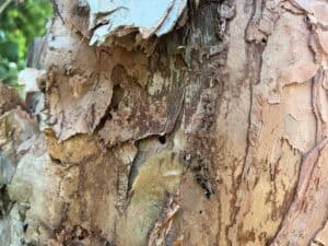 Is Termite Control North Brisbane Needed